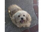 Adopt Fozzie Bear a Tan/Yellow/Fawn Cavapoo / Cavapoo / Mixed dog in Fallbrook