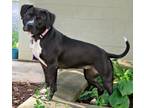 Adopt Fanny a Pit Bull Terrier