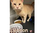 Adopt Lennon a Domestic Shorthair / Mixed (short coat) cat in Douglasville