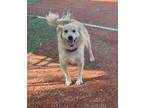Adopt Milo a Tan/Yellow/Fawn Golden Retriever / Mixed dog in Escondido