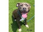 Adopt Hope a Brindle Mixed Breed (Medium) / Mixed dog in Hamilton, OH (38304779)
