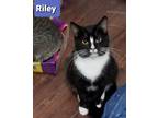 Adopt Riley a Black & White or Tuxedo Domestic Shorthair (short coat) cat in