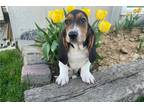 Basset Hound Puppy for sale in Fort Wayne, IN, USA