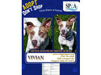 Adopt Vivian a Brown/Chocolate Terrier (Unknown Type, Small) / Catahoula Leopard