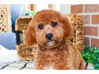 Goldendoodle Puppy for sale in Fort Wayne, IN, USA