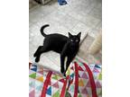 Adopt Rocco a All Black Domestic Shorthair (short coat) cat in East Stroudsburg