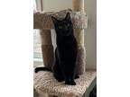 Adopt Rocco a All Black Domestic Shorthair (short coat) cat in East Stroudsburg