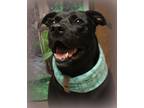 Adopt Bagel a Black Labrador Retriever / Pit Bull Terrier / Mixed dog in