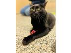 Adopt Jewel a All Black Domestic Shorthair / Domestic Shorthair / Mixed cat in