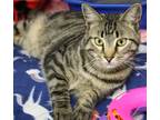 Adopt Mickey a Brown Tabby Domestic Shorthair (short coat) cat in