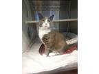 Adopt Rocco a Gray or Blue Domestic Shorthair / Domestic Shorthair / Mixed cat