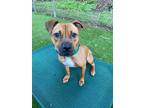 Adopt Chulo a Brown/Chocolate Black Mouth Cur / Mixed Breed (Medium) / Mixed