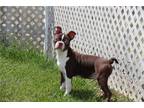 Boston Terrier Puppy for sale in Kirksville, MO, USA