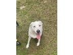 Adopt Millie a White - with Tan, Yellow or Fawn Labrador Retriever / Mixed dog