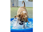 Adopt Tank a Tan/Yellow/Fawn Boxer / Mixed dog in Fernandina Beach