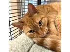 Adopt Jaxx a Domestic Short Hair, Tabby