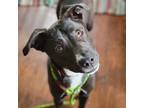 Adopt Binx FKA Bentley a Black Mixed Breed (Medium) / Mixed dog in St.Jacob
