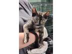 Adopt Lolly Pop a All Black Domestic Shorthair / Domestic Shorthair / Mixed cat