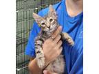 Adopt Pikachu a Gray or Blue Domestic Mediumhair / Domestic Shorthair / Mixed