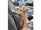 Adopt Bess a Orange or Red Domestic Shorthair / Domestic Shorthair / Mixed cat