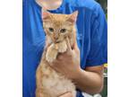 Adopt Ace a Orange or Red Domestic Shorthair / Domestic Shorthair / Mixed cat in