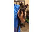 Adopt Ozzy a All Black Domestic Shorthair / Domestic Shorthair / Mixed cat in
