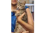 Adopt Estelle a Gray or Blue Domestic Shorthair / Domestic Shorthair / Mixed cat