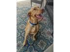Adopt DUKE a Tan/Yellow/Fawn Labrador Retriever / Mixed dog in Coppell