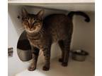 Adopt Dixie Chick a Brown or Chocolate Domestic Shorthair / Domestic Shorthair /