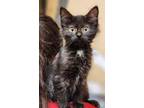 Adopt udon a All Black Domestic Shorthair / Domestic Shorthair / Mixed cat in