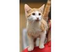 Adopt Star a Orange or Red Colorpoint Shorthair / Domestic Shorthair / Mixed cat