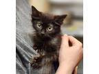 Adopt Tempura a All Black Domestic Shorthair / Domestic Shorthair / Mixed cat in