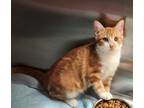 Adopt Kibbles a Orange or Red Domestic Shorthair / Domestic Shorthair / Mixed