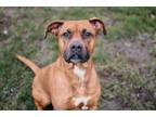 Adopt Ginger a Boxer, Pit Bull Terrier