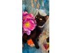 Adopt Midnight a Black (Mostly) Domestic Shorthair (short coat) cat in San