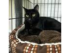 Adopt Willamena a All Black Domestic Shorthair / Mixed cat in Easton