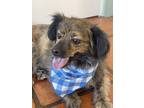 Adopt Cheech a Brindle Papillon / Pekingese / Mixed dog in Sedona, AZ (38340135)