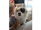 Adopt Chong a White - with Brown or Chocolate Papillon / Pekingese / Mixed dog
