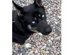 Adopt Pretty Girl a Black - with Gray or Silver Husky / Shepherd (Unknown Type)