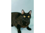 Adopt Naomi a All Black Domestic Shorthair / Domestic Shorthair / Mixed cat in