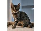 Adopt Beatrix - Bonded with Brielle a Manx, Domestic Short Hair