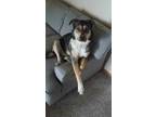 Adopt Stella a German Shepherd Dog