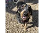 Adopt Marli a Coonhound, Australian Cattle Dog / Blue Heeler