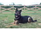 Adopt Maximilian a German Shepherd Dog / Mixed dog in Chestertown, MD (38235809)