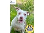 Adopt Sallie Mae a White Mixed Breed (Large) / Mixed dog in DeKalb