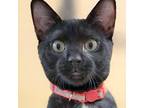 Adopt Rita a Black (Mostly) Domestic Shorthair (short coat) cat in Irvine
