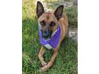 Adopt Jade a Brown/Chocolate - with White Belgian Malinois / Hound (Unknown