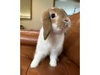 Adopt Maple a White Lop, Holland / Mixed rabbit in Westford, MA (38294897)