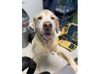 Adopt DALLAS (TV Celebrity) a Tan/Yellow/Fawn Labrador Retriever / Mixed dog in