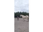 Adopt Frances a Percheron